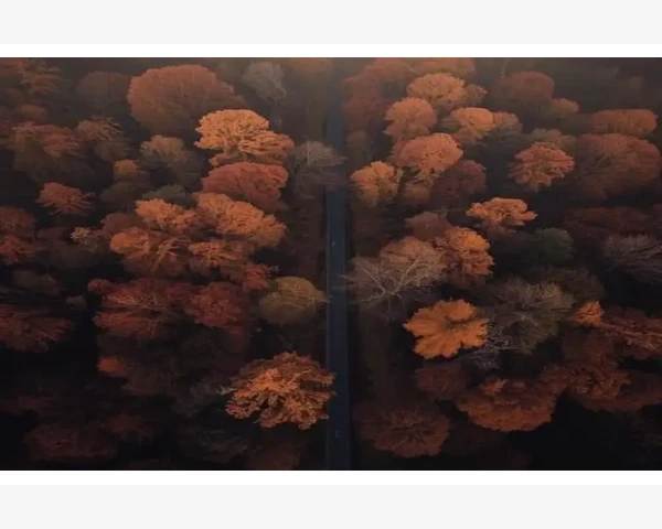 白血病患者尿中是否含有尿酸盐？解密中医角度的白血病治疗